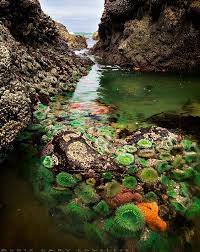 Maybe you would like to learn more about one of these? Neptunes Secret Garden Near Cannon Beach Oregon Gardening Choice Org Oregon Vacation Oregon Travel Places To Travel