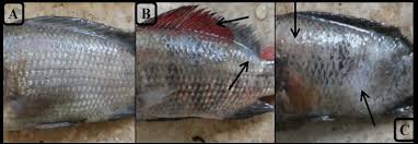 Tabur cili padi, daun sup dan daun bawang. Gambar 5 Perubahan Pada Tubuh Ikan Nila Tanda Panah A Normal B Download Scientific Diagram