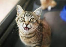 Why it happens and what your cat is telling you don't forget to subscribe, like. Here S Why Some Cats Trill And Some Don T