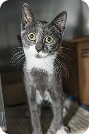 Cat adoptions directly from the current owner or shelter. 38 Nyc Adoptable Pets Ideas Pets Dog Adoption Dogs