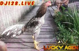 Kelebihan Dan Kekurangan Ayam Bangkok Klawu Bangkok