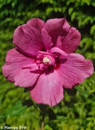 Image result for Hibiscus torrei
