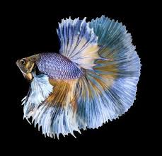 Betta Fish Tail Types Japanesefightingfish Org Betta Fish Types Betta Fish Betta
