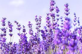 Lavender Field In The Summer Summer Flowers Garden Lavender Fields Summer Landscape