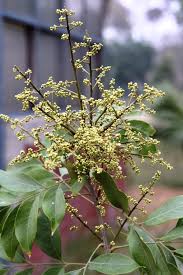 Image result for Searsia tomentosa