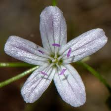 Image result for Montia