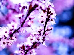 Really cute iphone wallpaper background marble holo iridescent. 190 Sfondi Lilla Sfondi Gratis