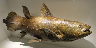 Unlike any other fish in the series, the coelacanth can only appear when it is raining or snowing. Let Us Consider Now The Coelacanth Science Musings