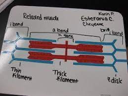 Muscle Contraction Modeling Sliding Filament Theory With Paper Cutouts And White High School Science Activities Anatomy And Physiology High School Activities