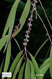 Image result for Melaleuca leucadendron