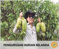 Tanaman durian belanda.,mak ngah pora: Pengurusan Durian Belanda Durian Monthong Tani Facebook