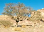 Image result for Acacia gerrardii