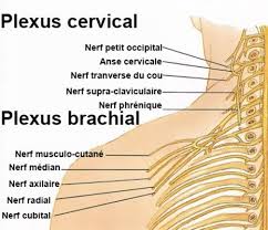 En revanche, avec une prise en charge. Nevralgie Cervico Brachiale Symptomes Traitement Definition Docteurclic Com