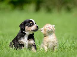 Electronic identification device for companion animals. Haustiere Gehoren Fur Viele Menschen Zum Leben Dazu Hannover De