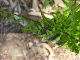 Image result for Cheilanthes viridis