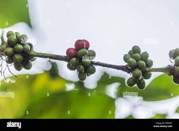 Image result for Coffea racemosa