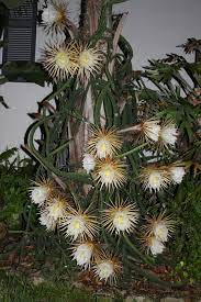 Plant Database Entry For Queen Of The Night Selenicereus Grandiflorus With 5 Images One Comment And 17 Data De Queen Of The Night Plant Plants Night Flower
