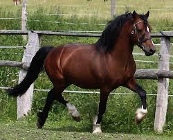 Silver buckskin miniature horse mare, beautiful buckskin billy idol troubadour bred filly in idaho. Silver Buckskin Horse Color Name Horses Buckskin Horse Horse Coloring