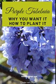 Pin On Botanical Names And Plant Id