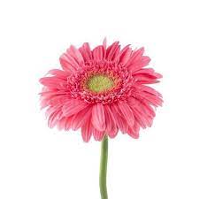 Images Of Gerbera Daisy Flowers Gerbera Daisy Gerbera Flower Pink Gerbera