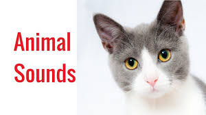 Farm Animal Sounds For Babies To Learn Dog Cat Cow Horse Sheep Goat Donkey Duck Animal Sounds Animals Farm Animals