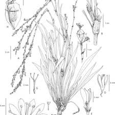 Image result for Crepidorhopalon parviflorus