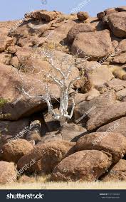 Image result for Sterculia quinqueloba