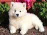 Samoyed Puppies for Sale in Minnesota - DogsNow