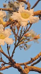 Image result for Radermachera xylocarpa