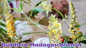 Image result for Buddleja madagascariensis