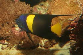 Black And White Heniochus Tropical Fish Gallery Fish Gallery Tropical Fish Beautiful Sea Creatures
