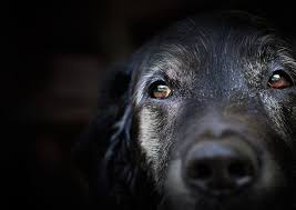 The first injection is a heavy sedative that will allow your pet to relax and get very comfortable. In Home Pet Euthanasia Services St Francis Pet Clinic Santa Barbara Ca