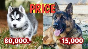 You may fall in love with them! Dog Price In India Dog Price List In India 2021 Knowledge And Vlog Hindi Youtube