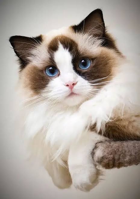 Ragdoll Cat