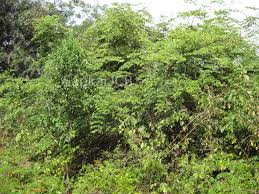 Image result for Moullava