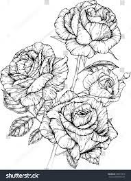 Rose Flowers Drawing Vector Illustration And Line Art Flower Drawing Flower Line Drawings Roses Drawing