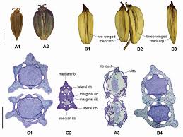 Image result for Physotrichia
