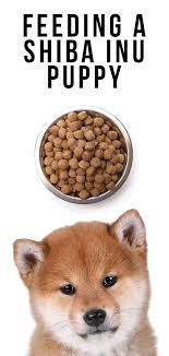 Feeding A Shiba Inu Puppy When To Feed What To Feed And