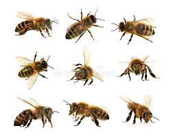 group of bee or honeybee in latin apis mellifera european or western honey bees ad apis mellifera european latin group ad bee art bee photo bee