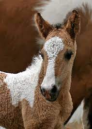 The curly hair has been tested and has been found to resemble mohair. Pin On Horses Horses Horses