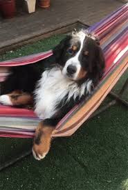 Funny Pet Videos Funny Pet Video Gifs Gif Funnypetvideos Funnypetvideogifs Dog Discover Share Gifs Funny Animal Videos Dog Hammock Dogs