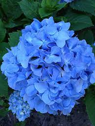 Find out the 13 florida flowering plants we have in our backyard. Hydrangeas University Of Florida Institute Of Food And Agricultural Sciences