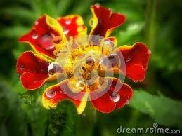 Pin On Raindrops