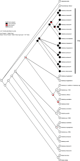 Image result for Artabotrys stolzii