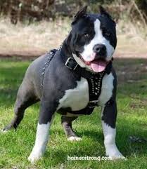 Chó pitbull là một cái tên mà chắc hẳn bạn đã nghe tới rất nhiều, nhìn thấy cũng rất nhiều, bàn luận những câu chuyện đau lòng cũng rất nhiều nhưng ngân tin rằng nhiều bạn vẫn không thực sự biết pitbull cụ thể là một con chó như thế nào? 31 Pitbull Y TÆ°á»Ÿng Cho Pitbull Pitbull Terrier Pit Bulls