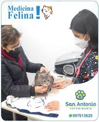 SERVICIOS VETERINARIOS SAN ANTONIO