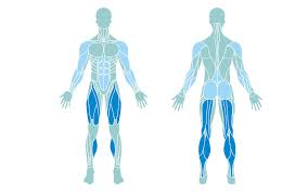 Tutorials and quizzes on muscles that act on the arm/humerus (arm muscles: Jump Rope Workout The Intense Way To Make Your Heart Pump