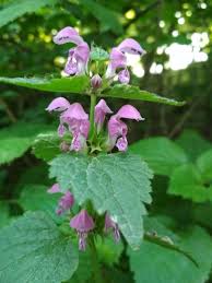 Image result for Platostoma montanum