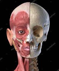 Human Head Muscles And Skull Front View Stock Photo Sponsored Muscles Skull Human Head Ad Human Head Head Muscles Illustration