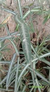 Image result for Helinus integrifolius